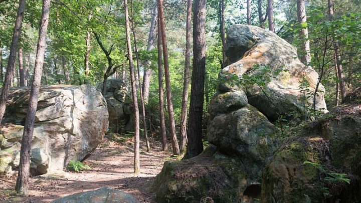 Randonnée des 25 bosses en forêt de Fontainebleau